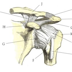 Ligaments joint shoulder anterior glenohumeral medicalartlibrary anatomy joints bones musculoskeletal medical library license