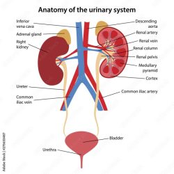 Urinary system parts functions tract