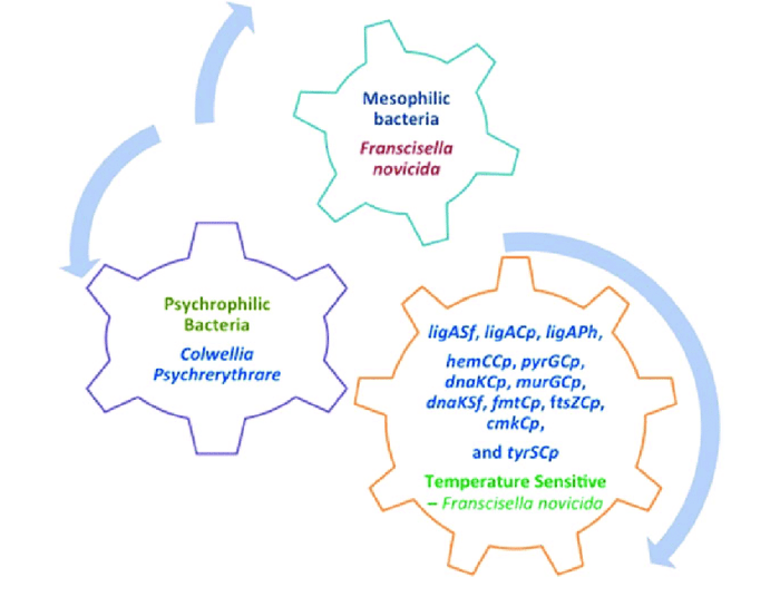 Psychrophilic bacteria