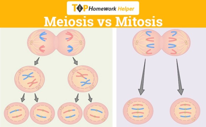 Video tutor session quiz: mitosis vs. meiosis