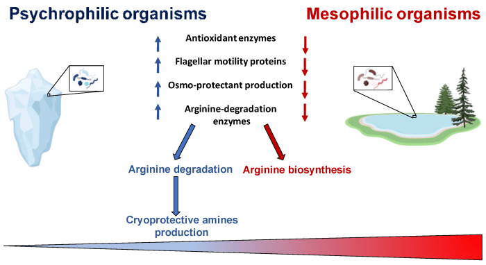 The type of bacteria that rarely shows any motility is