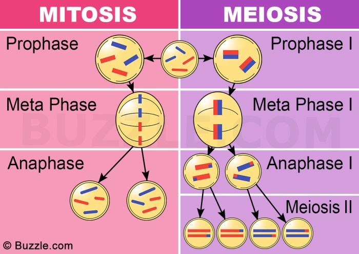 Video tutor session quiz: mitosis vs. meiosis