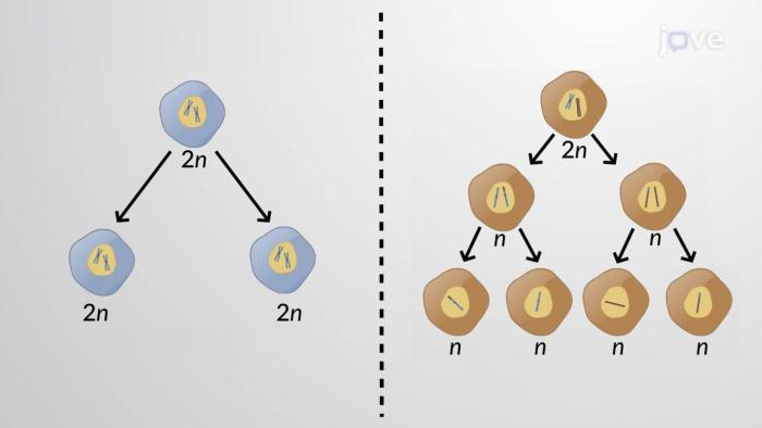 Video tutor session quiz: mitosis vs. meiosis